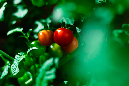 Plant Based Moroccan Kitchen